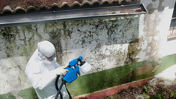 Top rated local Mold Removal specialists in Auburndale, FL